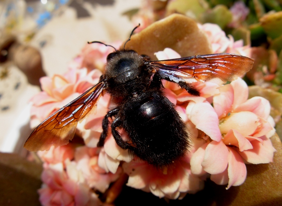 Xylocopa violacea.